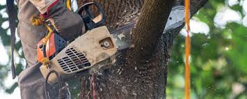 How Our Tree Care Process Works  in  Granite Falls, NC