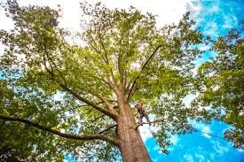 Tree and Shrub Care in Granite Falls, NC